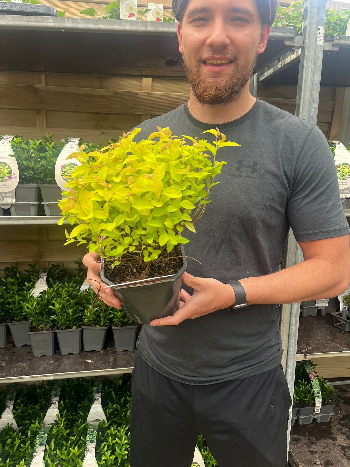 Spiraea japonica 'Golden Princess' 1L / 2L