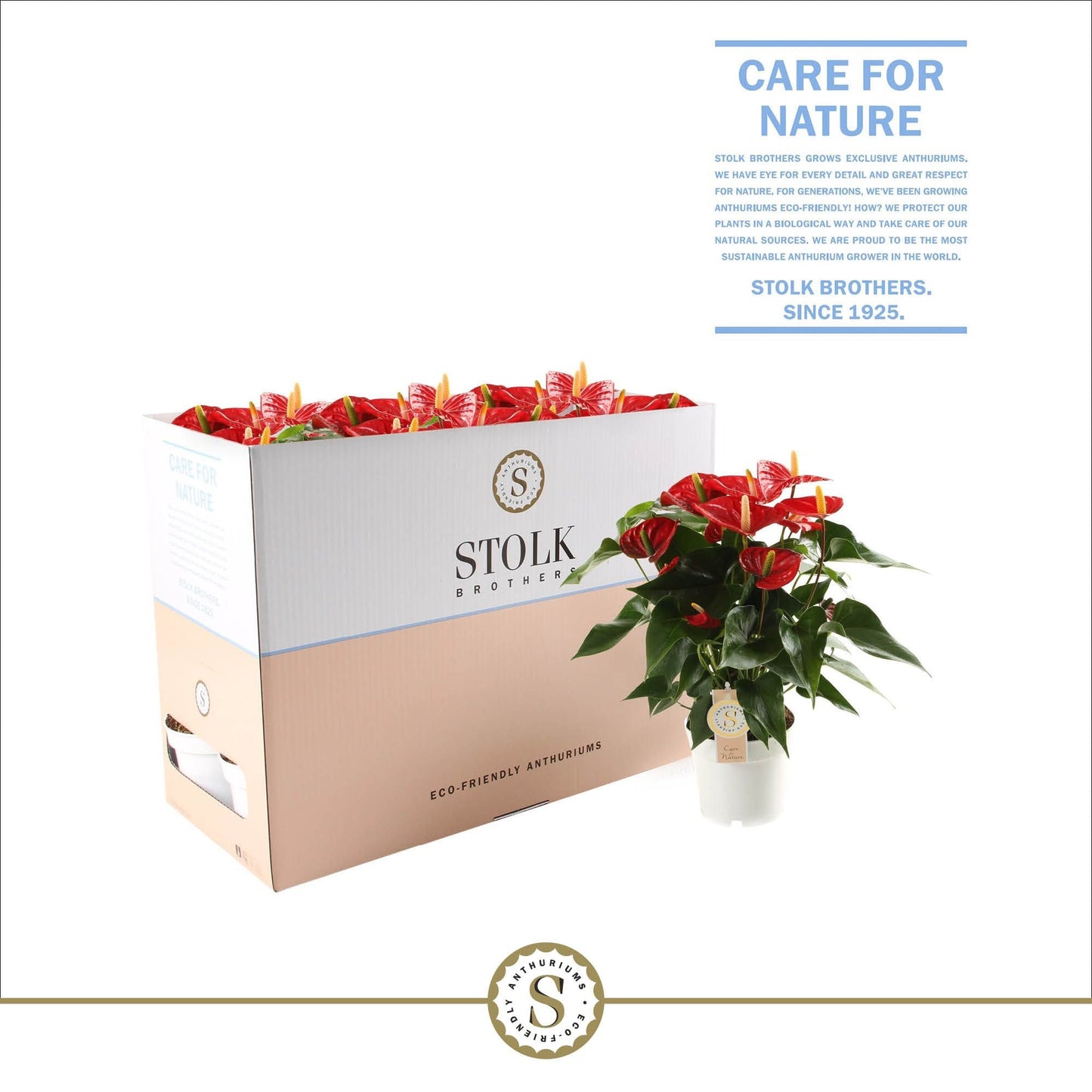 Anthurium St Red Champion Ecobo
