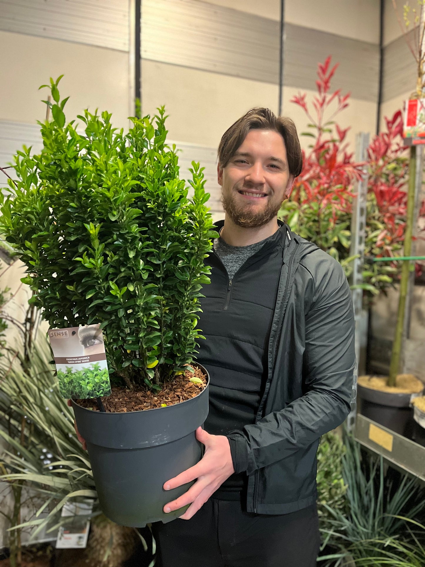 Euonymus japonicus 'Green Spire'.