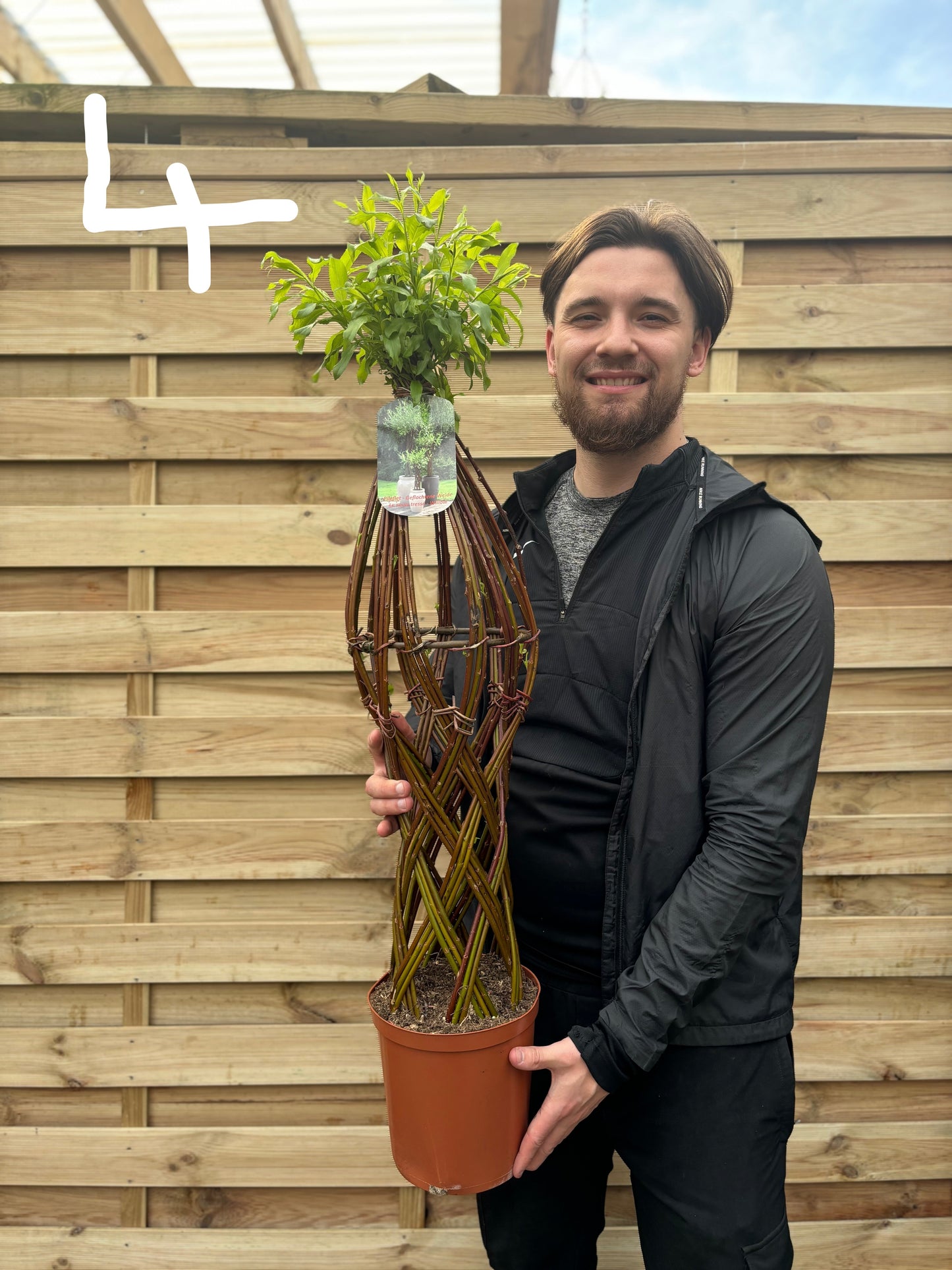 Salix  Living Braided Willow Tree Sculpture (80-90cm)