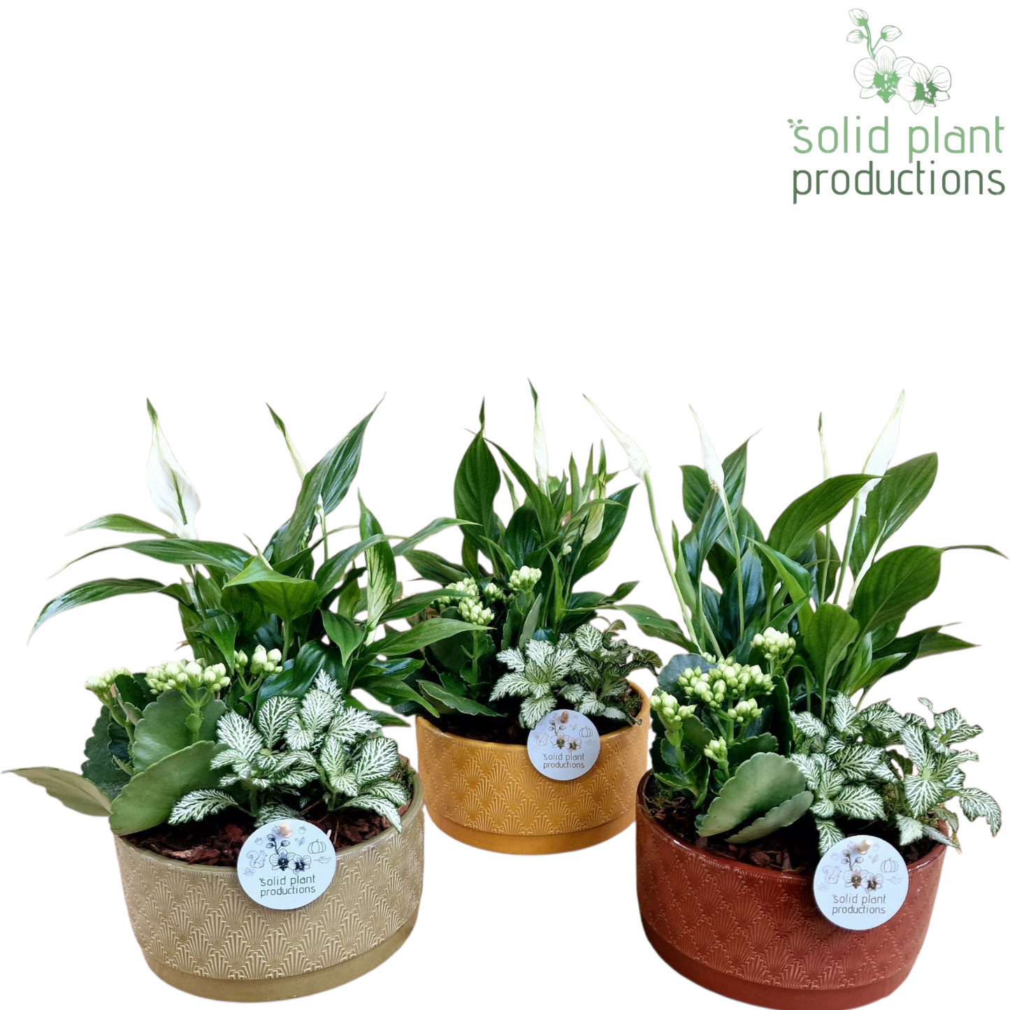 Opm Sp NV006 Sarah Navy Spathiphyllum