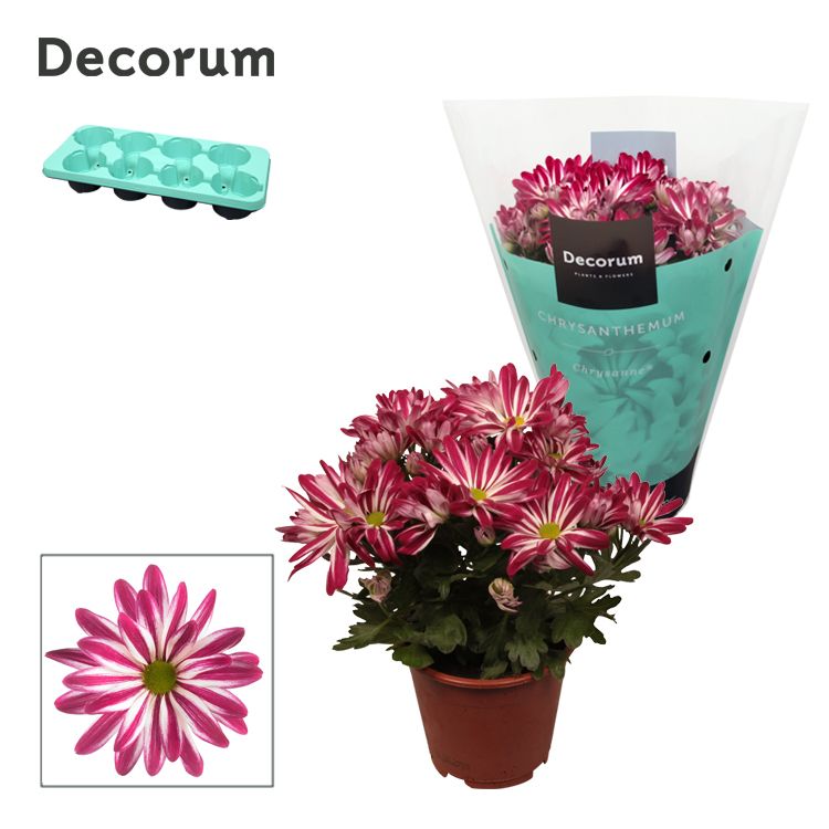 Chrysanthemum Chrysanne Margarita Bicolor
