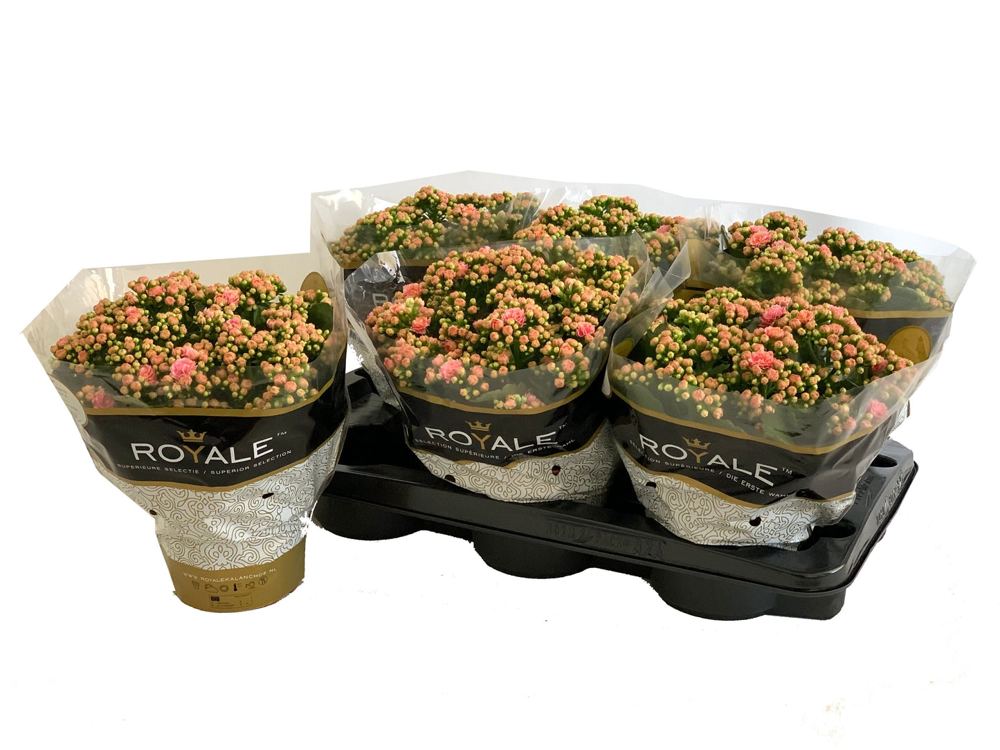 Kalanchoe Gev 2Kl Roze - Wit Royale