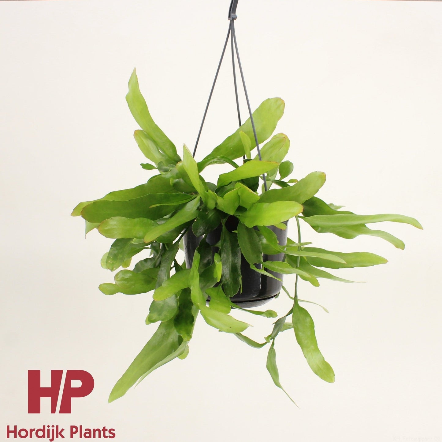 Epiphyllum Pumilum
