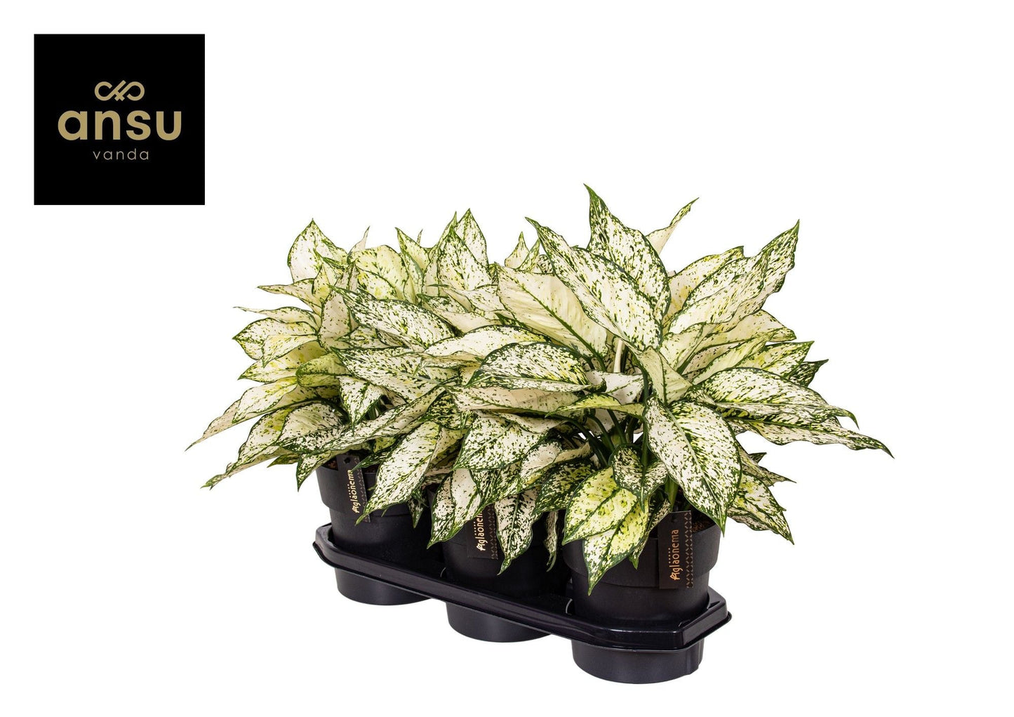Aglaonema White Kiwi