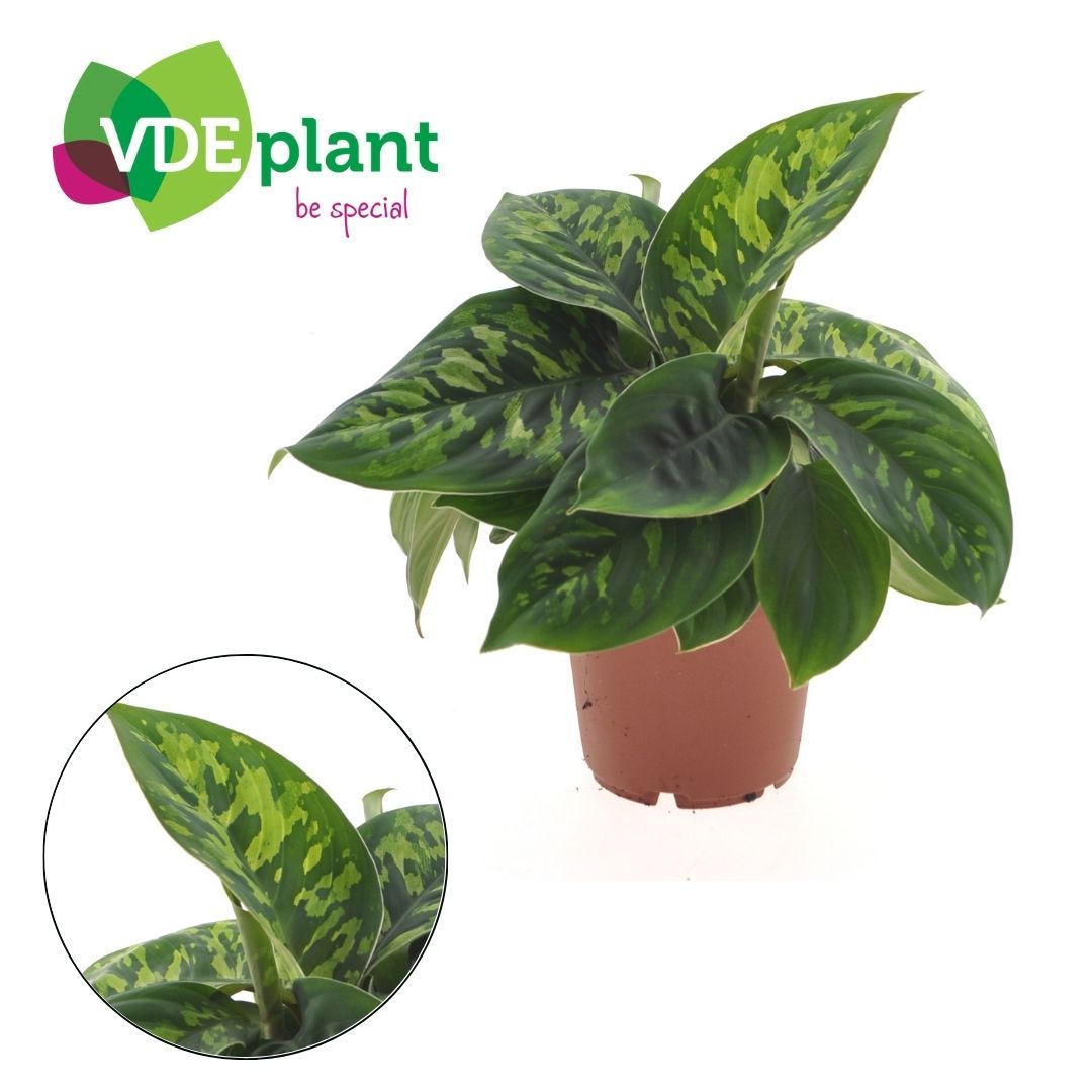 Homalomena Wa Camouflage