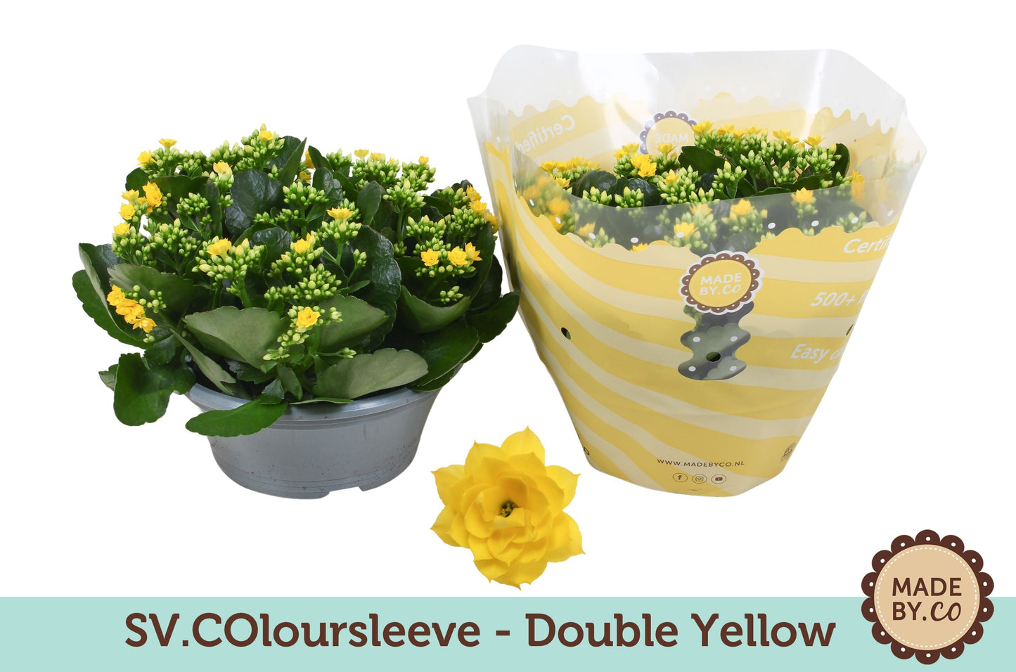Kalanchoe Gev Geel Tst