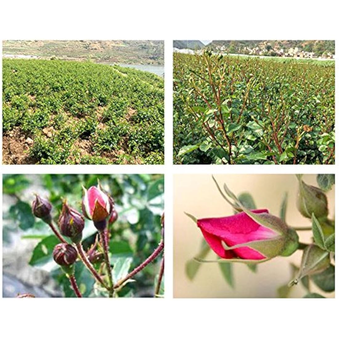 TooGet Dried Flower Tea Fragrant Red Golden-rim Rose Buds Rose Petals Natural Herbal for Tea, Culinary Food Grade - 4 OZ