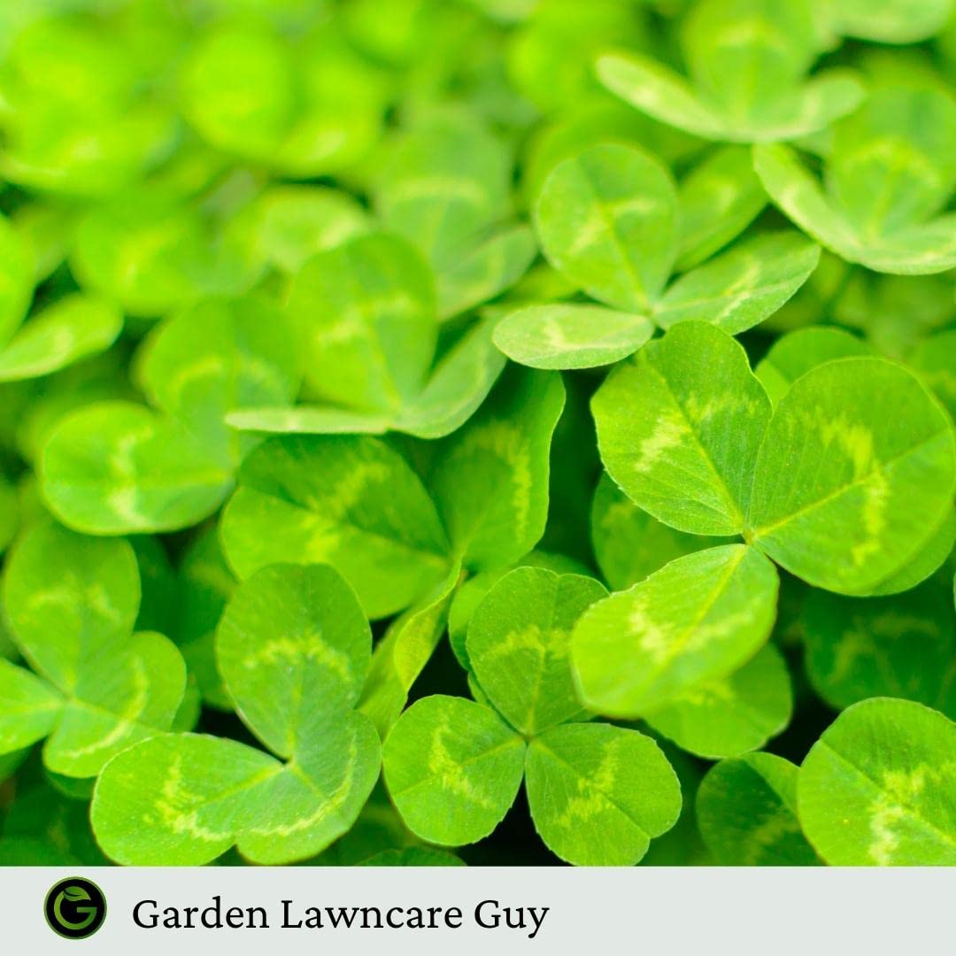 Micro Clover Seed for Lawn UK - 100% Small Leaf White Clover - No Grass - Over Seeding or New Areas - 1kg Pack