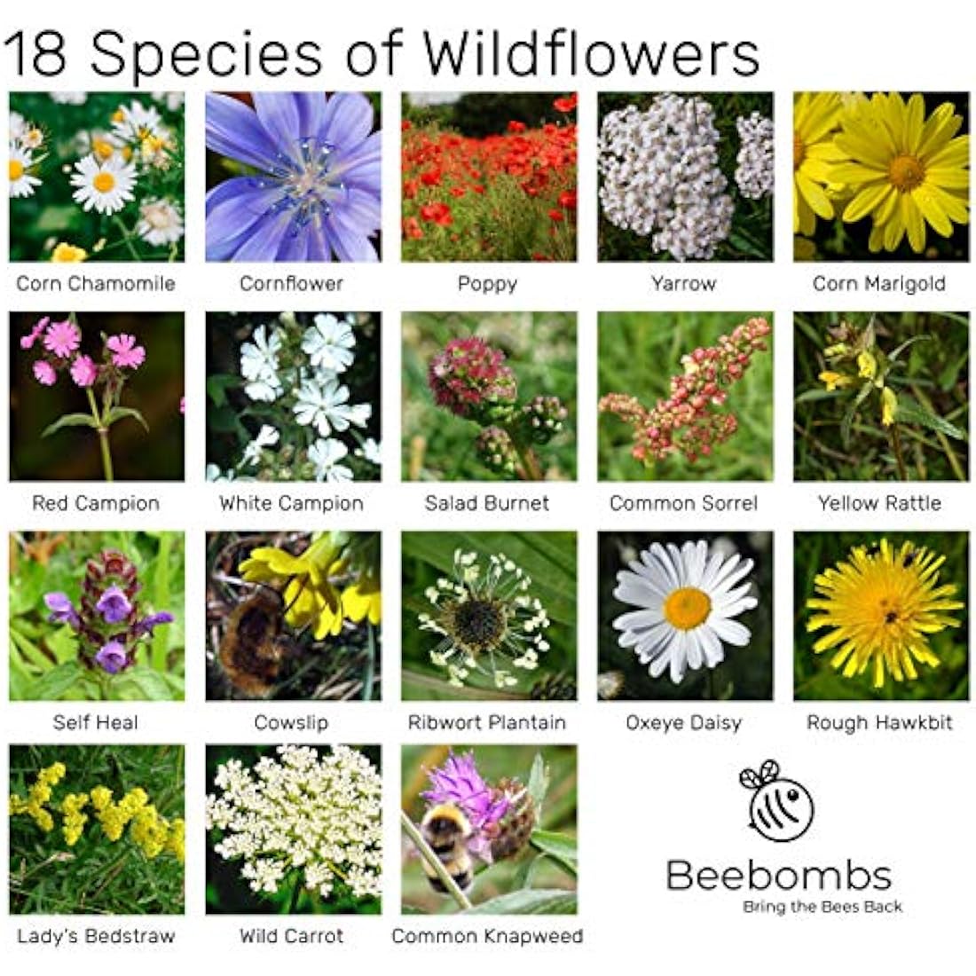 Official Beebombs Wild Flower Seeds UK Native Mix - Handmade in Dorset Wildflower Meadow Seed Balls, Bee Gifts, Gift for Gardener, 21sqft Coverage