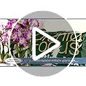 Orchid Focus Repotting Mix, 3L - Growth Technology Orchid Potting Mix for Orchid Plants - Peat-Free Orchid Potting Mix - Orchid Compost For Repotting Pants - Professional Grade Orchid Bark