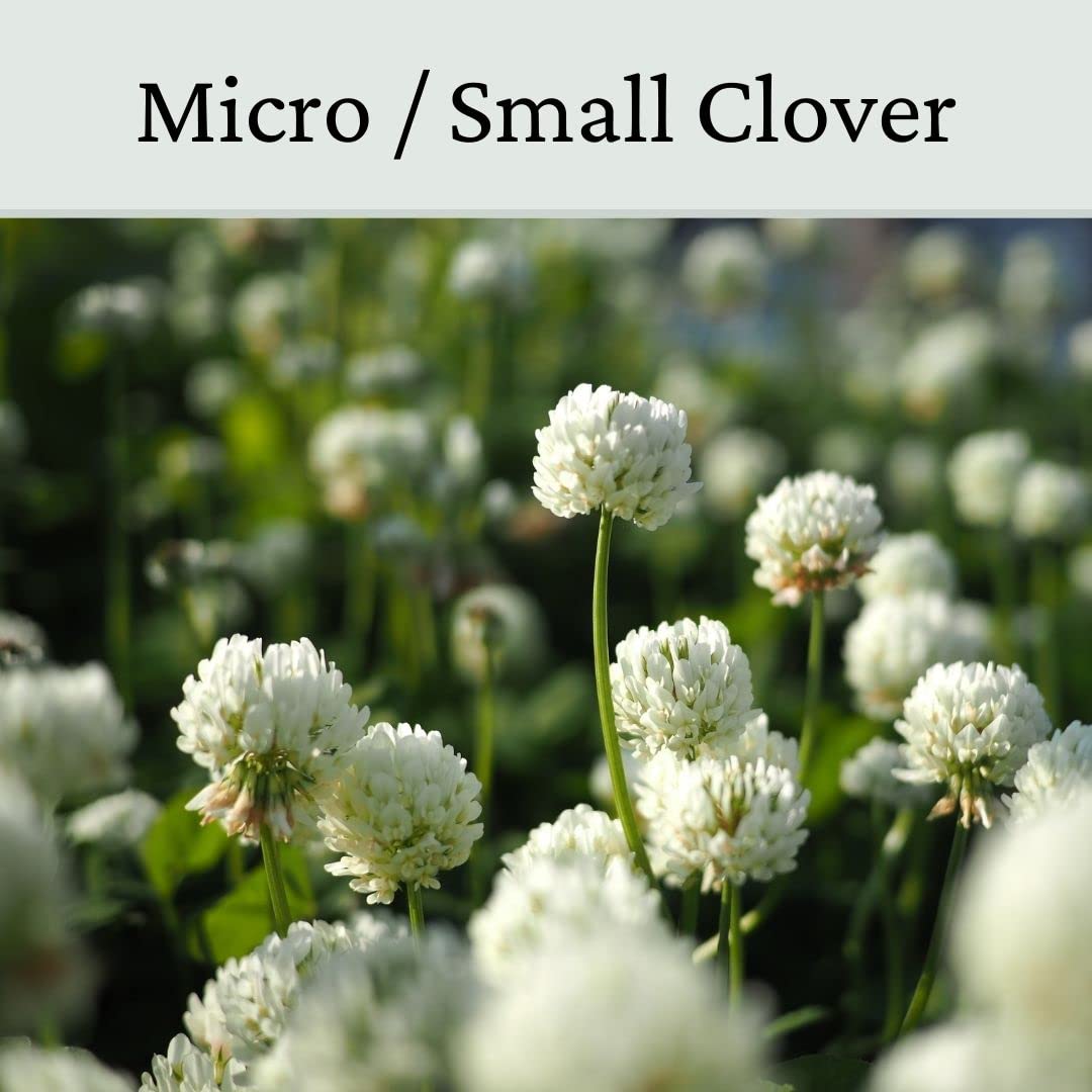 Micro Clover Seed for Lawn UK - 100% Small Leaf White Clover - No Grass - Over Seeding or New Areas - 1kg Pack