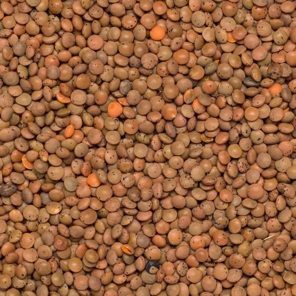 Wholefood Earth Organic Brown Lentils 3kg GMO Free | Vegan | High Fibre | High Protein | Certified Organic