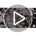 Rayofly Modern Crystal Ceiling Lights for Living Room, Chrome Fireworks K9 Crystals Chandeliers Fittings, 6 G9 LED, Chandelier Ceiling Pendant Lights for Bedroom, Dining Room, Hallway