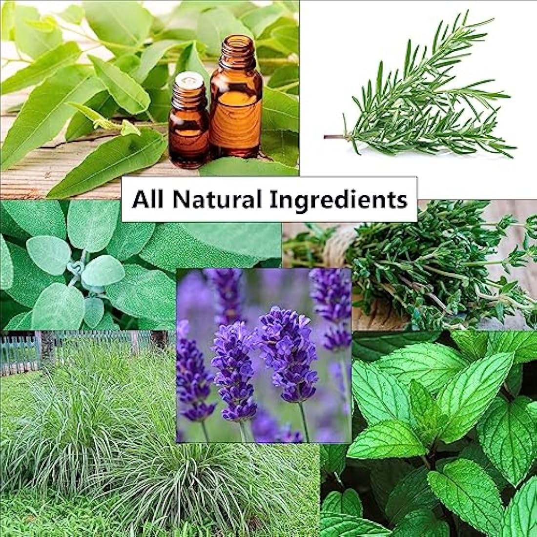 Makes 6 Litres of Insect & Bug Repellent Spray. Home, Garden, Plants, Flowers & Crops. Tried & Trusted Humane Natural Blend of Eucalyptus, Peppermint, Rosemary, Thyme, Citronella, Sage & Lavender Oil.