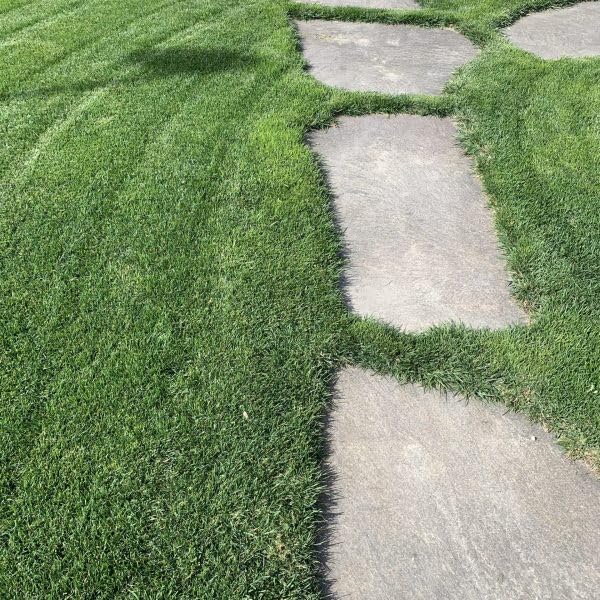 R&R SHOP - Seeds for Lawn, Perennial Ryegrass, Fast and Long-Lasting Growth (5Kg - 200mq)