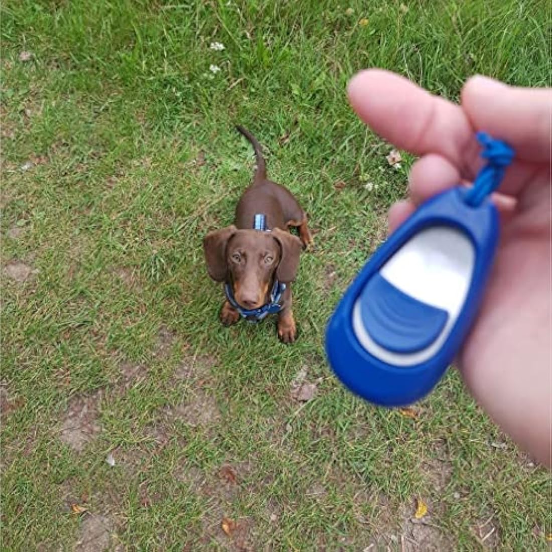 Company of Animals Multi-Clicker, Adjustable Volume, Loud and Quiet Clicks, Easy to Click, Wrist Strap, For all Dogs Including Sensitive Dogs and Puppies,Blue