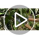 Spear & Jackson 5771KEW Kew Gardens Woodland Collection Garden Bypass Loppers
