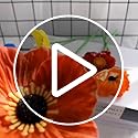 Rikyo 10 Stem 11" Bouquets Artificial Flowers Poppy Flowers,No Fade Multicolor PU Fake Wild Flowers for Kitchen Table Centerpiece Vase,Home Wedding Holding Flowers Backdrop Arch Wall(White)