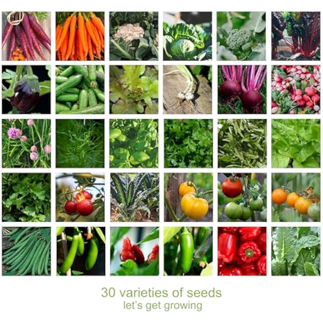 Scott & Co. Vegetable Seeds Variety Pack - 30 Different Varieties of Vegetables, Beans, Herbs and Tomato Seeds. Grow Indoor and Outdoor. Gardening Gifts for Women and Men
