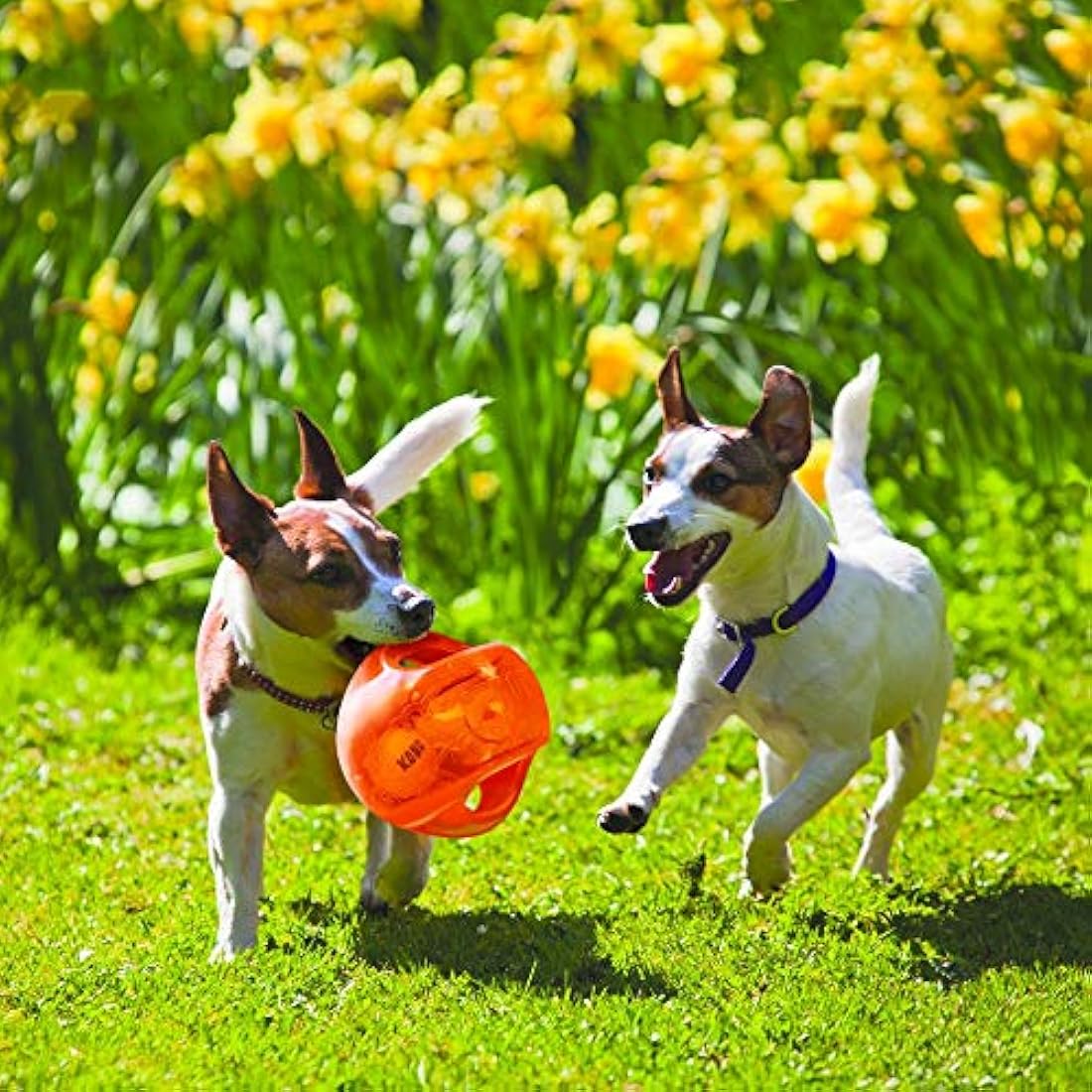 KONG - Jumbler Ball - Interactive Fetch Dog Toy with Tennis Ball (Assorted Colours) - For Large/Extra Large Dogs