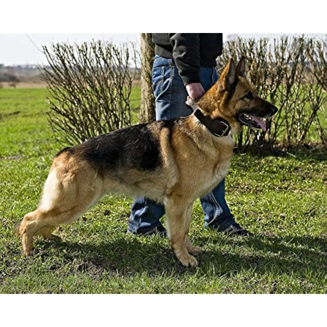 Dingo Brown Collar with a Handle Handmade of Soft Leather Especially for Guard Shepherd Breeds 13106