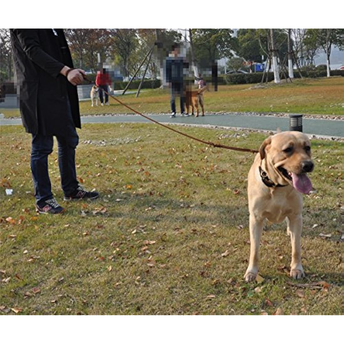 JYHY Leather Dog Leash with Double Handle - 6 ft Long & 5/8" Wide Braided Genuine Leather Dog Leash for Large, Medium & Small Dogs Training & Walking