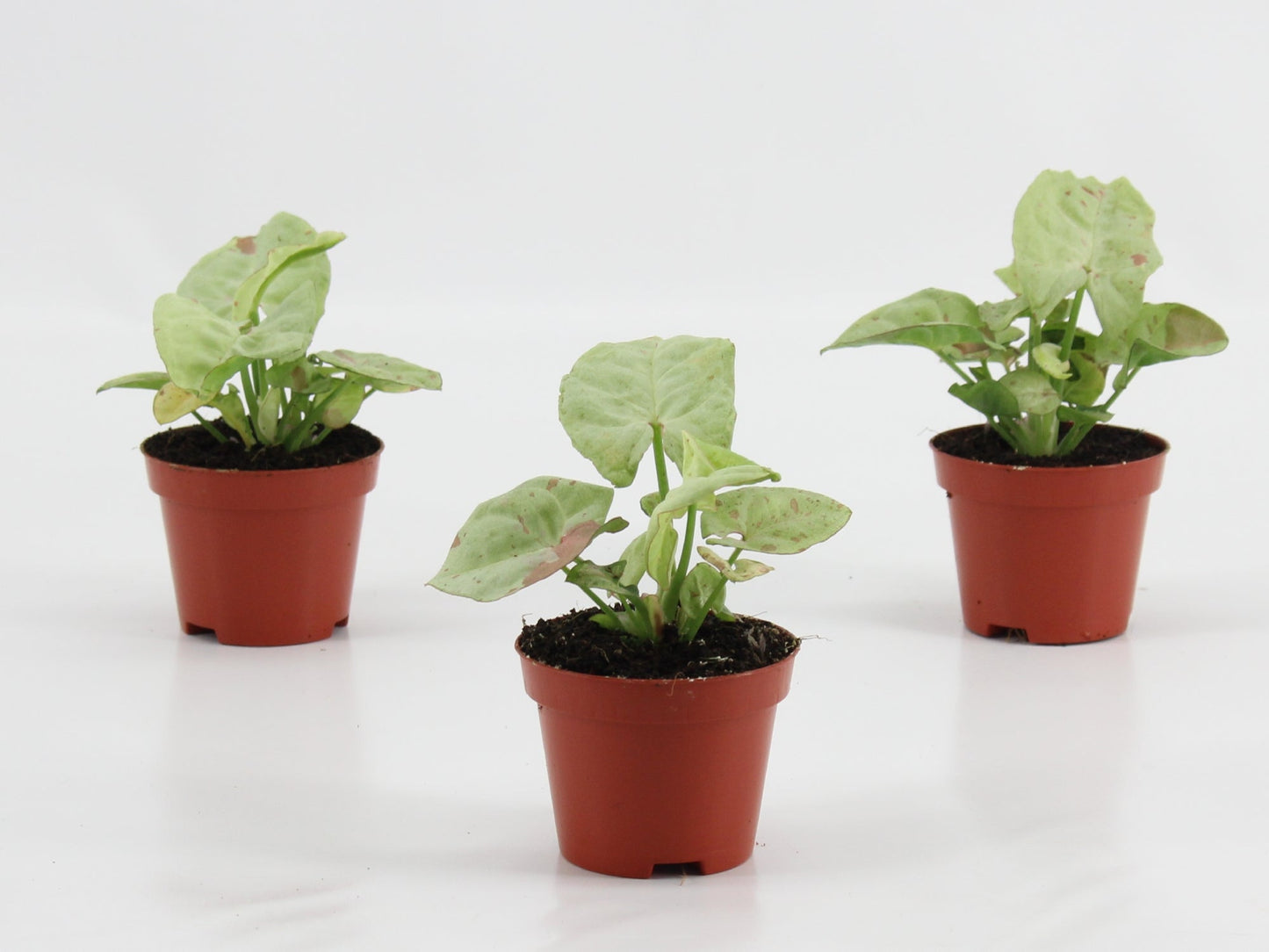 Syngonium Confetti