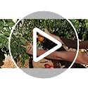 Garden Gifts, Grow Your Own Kits Tomatoes Seeds – 14 Unusual Tomato Varieties, 480+ Perfect Seeds – Gardening Gifts for Women, Unusual Gifts for Men – Allotment Gifts & Garden Accessories