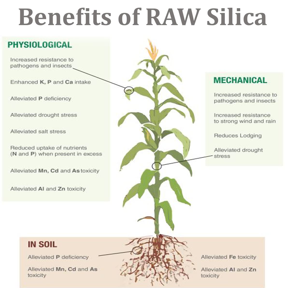 RAW Silica 8oz - High-Purity Plant Supplement for Stronger Growth and Stress Resistance - Essential Silicon Nutrient for Hydroponics, Soil, and Coco