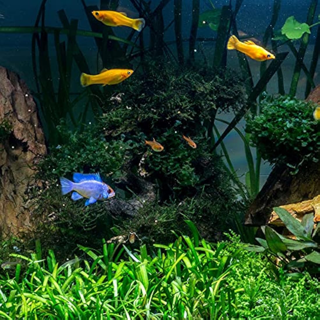 Tetra AquaSafe to Turn Tap Water into Safe and Healthy Water for Fish and Plants, 100 ml