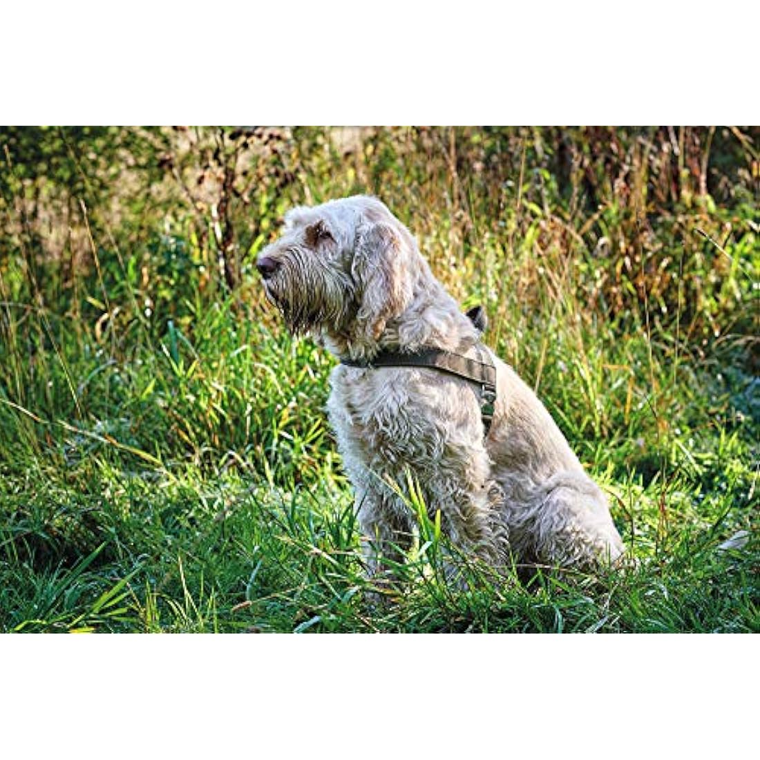 HUNTER Norwegian harness for Dogs Hunting, 60 x 77-110 cm, Brown