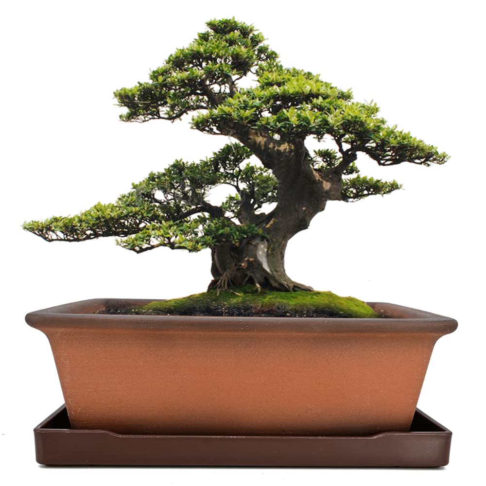 MUZHI Decorative Ceramic Bonsai Planter Pot 8.5 Inch with Tray, Breathable Unglazed Rectangle Terracotta Clay Pot for Tree Succulent Cactus Indoor