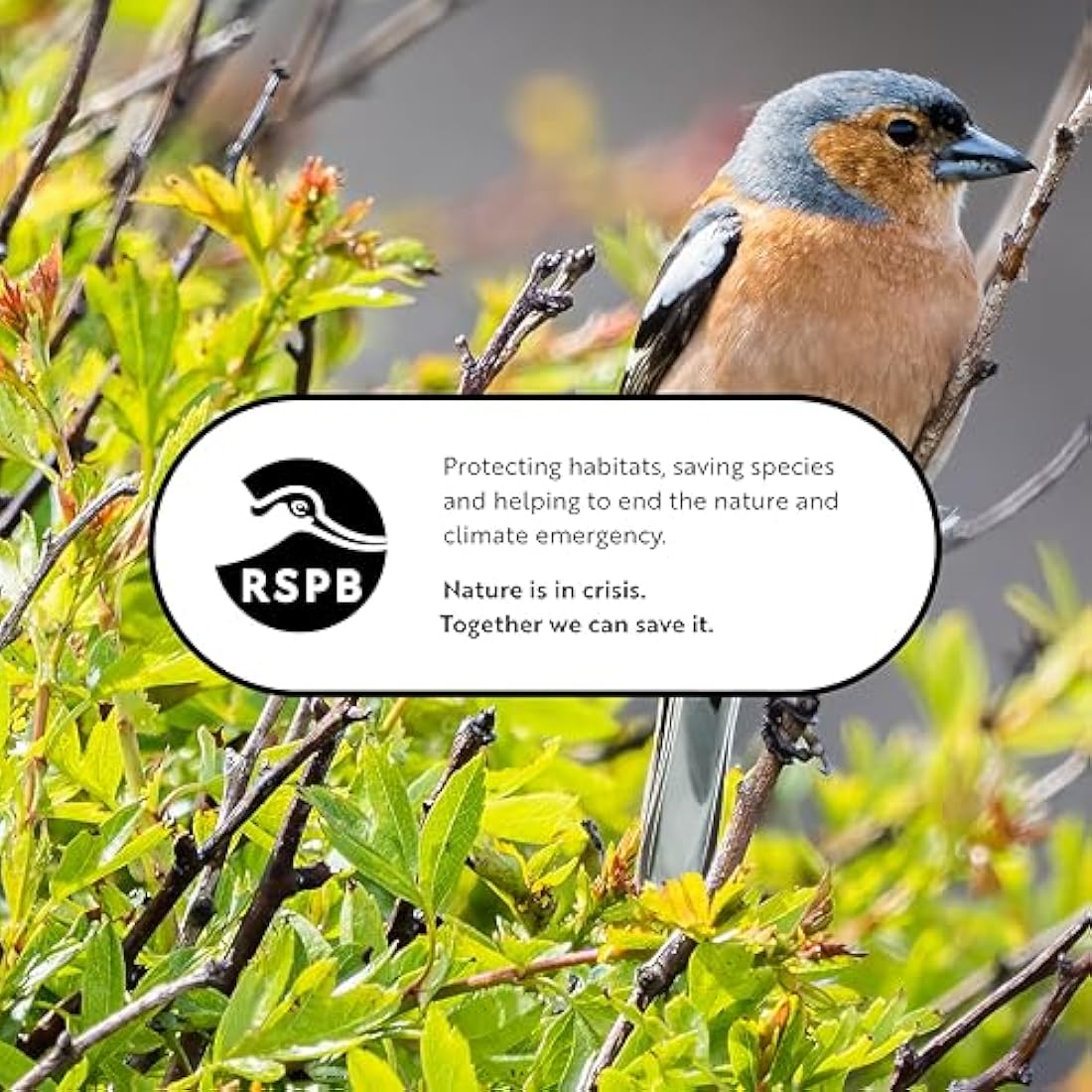 RSPB - Bird Seed Feeder, Hanging Bird Feeder, Easy to Clean, Caged and Squirrel Proof, Suitable for Year-Round Feeding, Quick Assembly, Durable