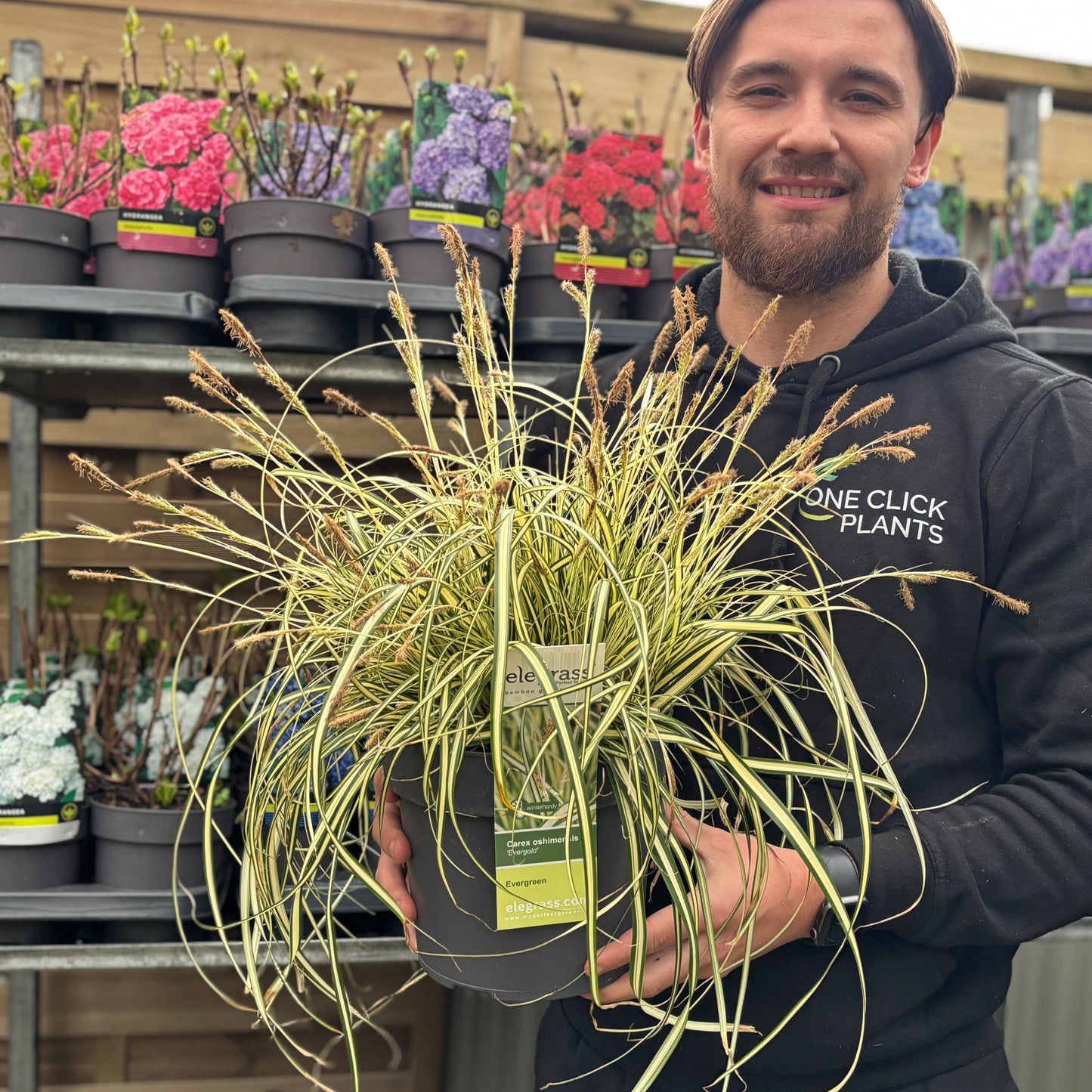 Carex oshimensis 'Evergold' Grass 8cm / 1L / 2L / 3L