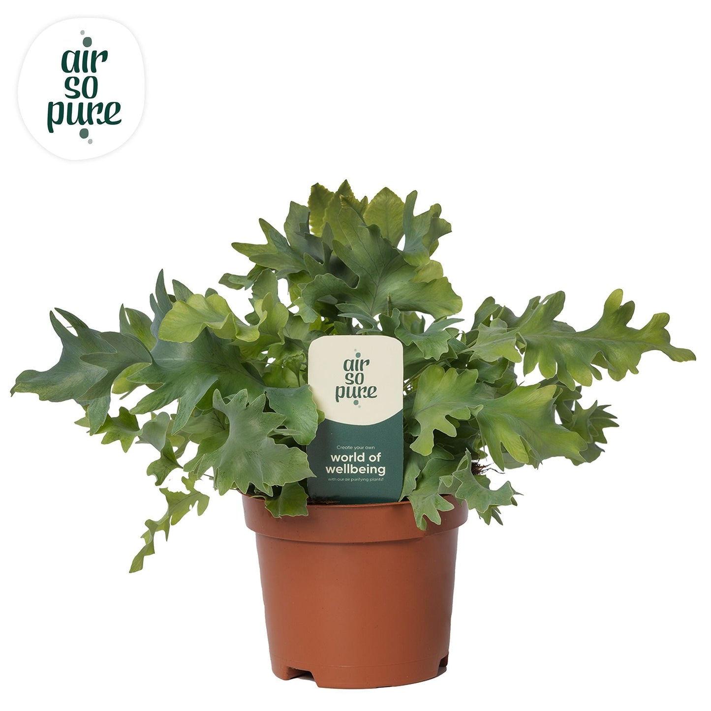 Phlebodium Davana