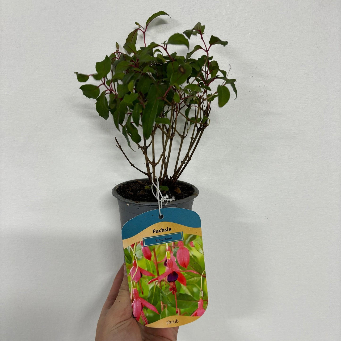 Hardy Fuchsia 'Riccartonii' 9cm / 2L