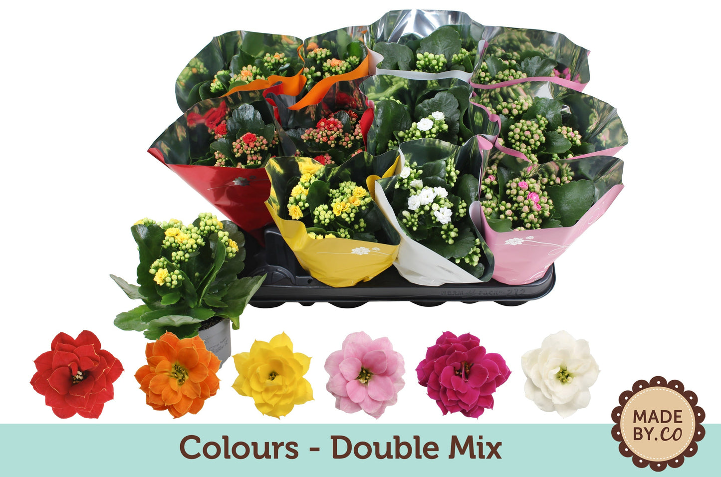 Kalanchoe Gev Gemengd 6kl
