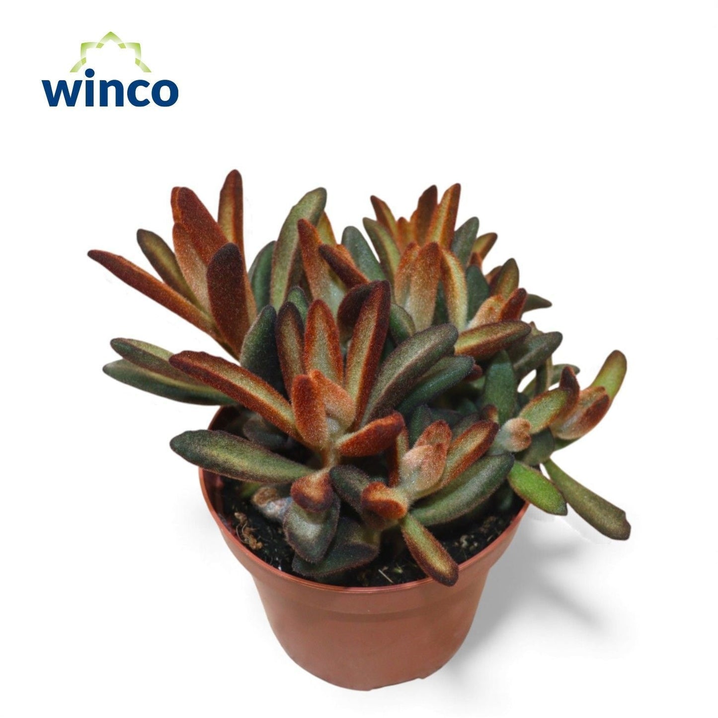 Kalanchoe Chocolate Soldier