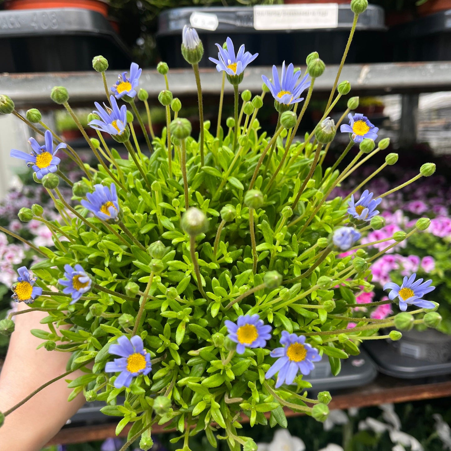 Felicia amelloides 1.5L