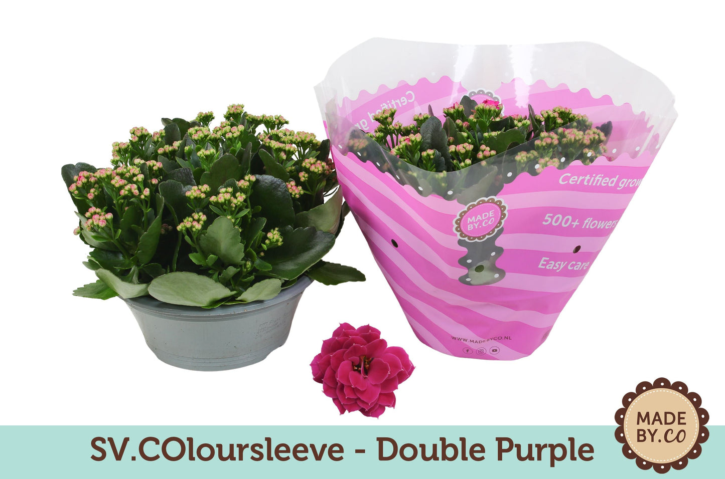 Kalanchoe Gev Paars Tst