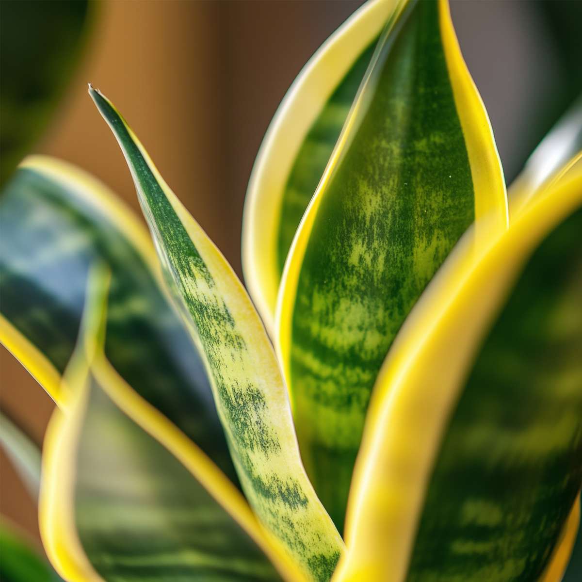 Snake plant - Sansevieria trifasciata Laurentii - Height 65-75cm - ⌀21cm