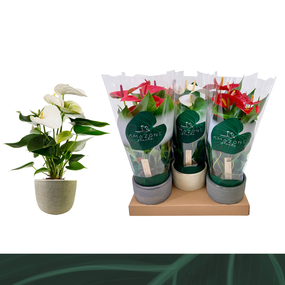 Anthurium An Gemengd 4kl Keramiek Lue