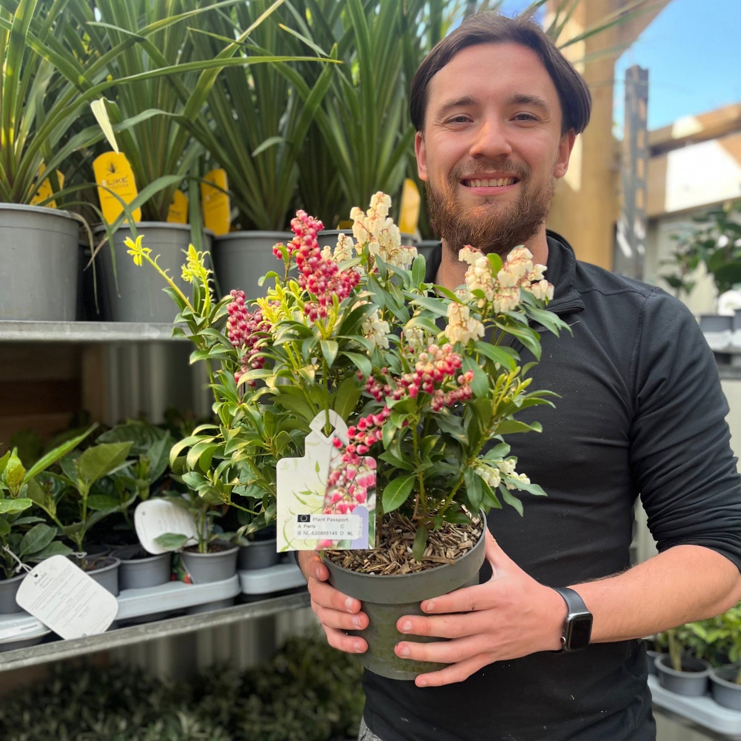 Pieris japonica 'Twins€™ 2L (50-60cm)