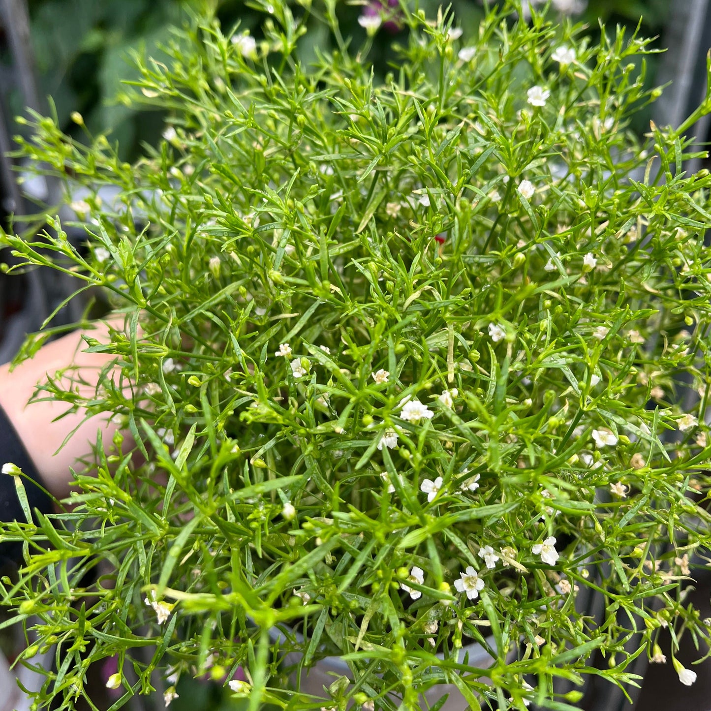 Gypsophila paniculata White 1.5L