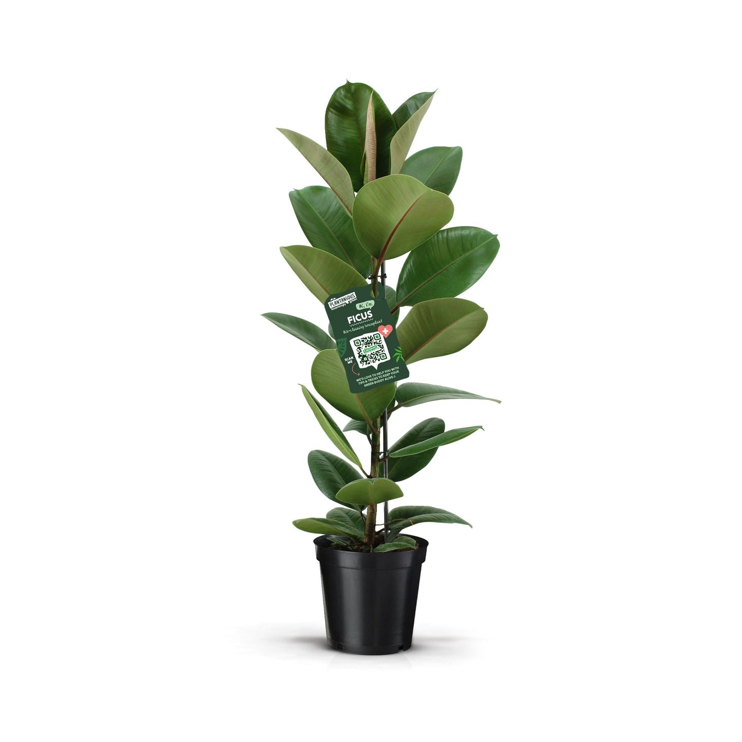 Ficus El Robusta