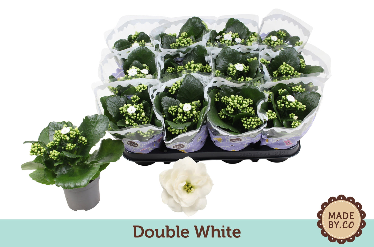 Kalanchoe Blossfeldiana Double Menzel