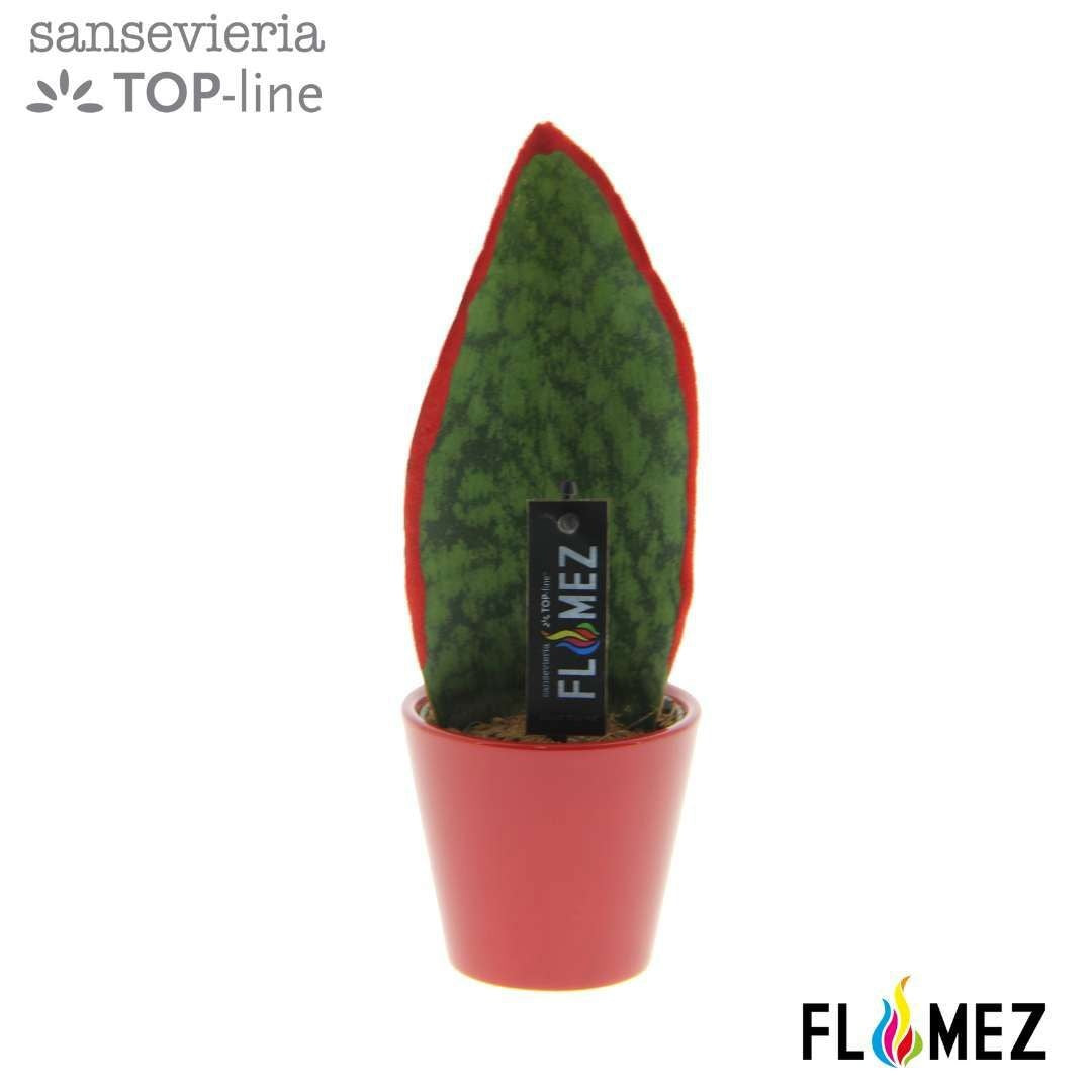 Sans Flames Red