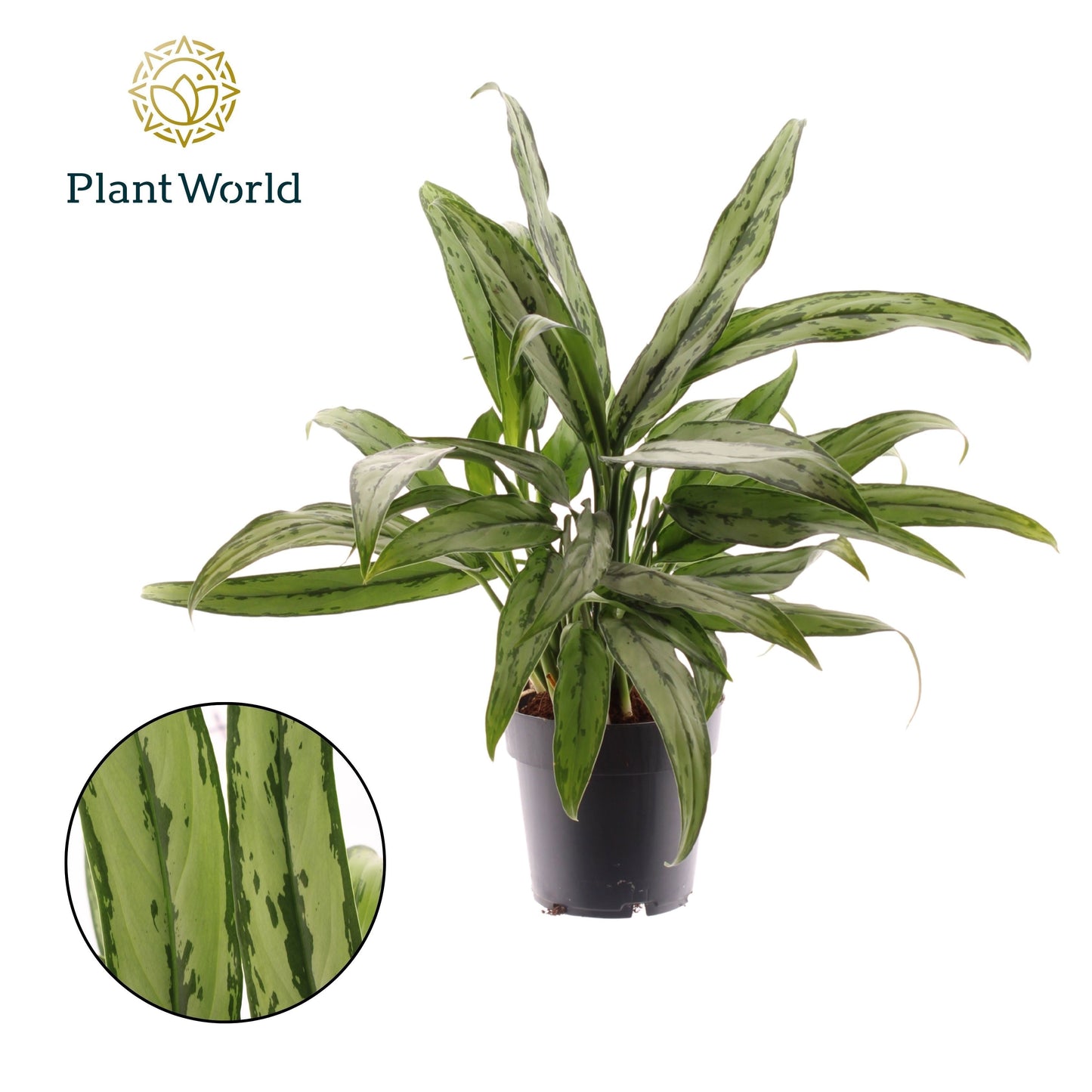 Aglaonema Cutlass