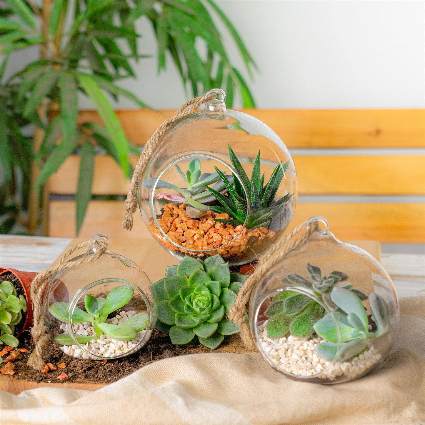 8cm Hanging Glass Succulent Terrarium